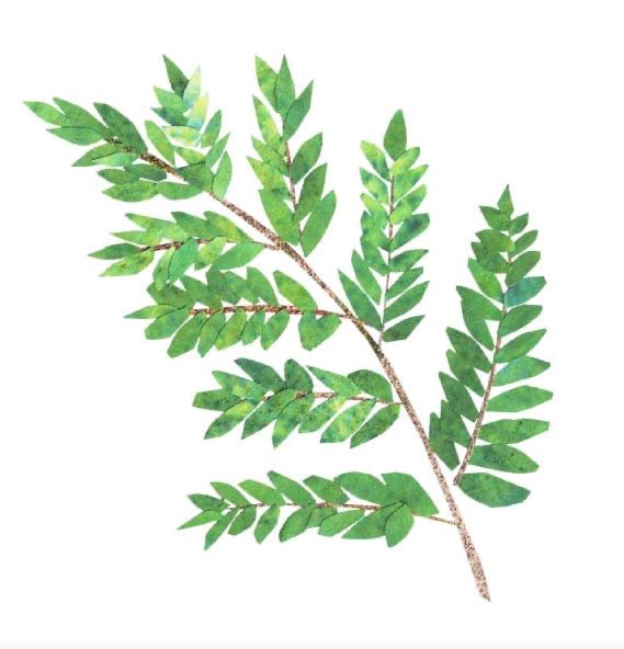 Thinking Of You Fern Card