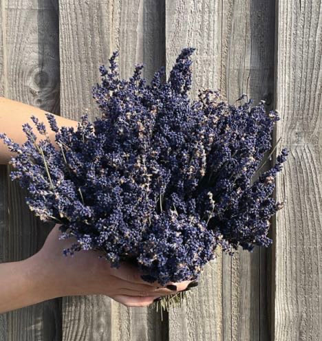 Dried Lavender Bunch- East of India