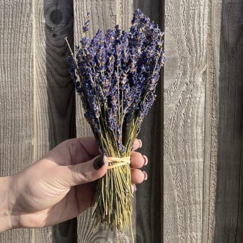 Dried Lavender Bunch- East of India
