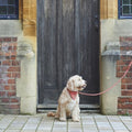 Tweed Dog Lead  - Orange