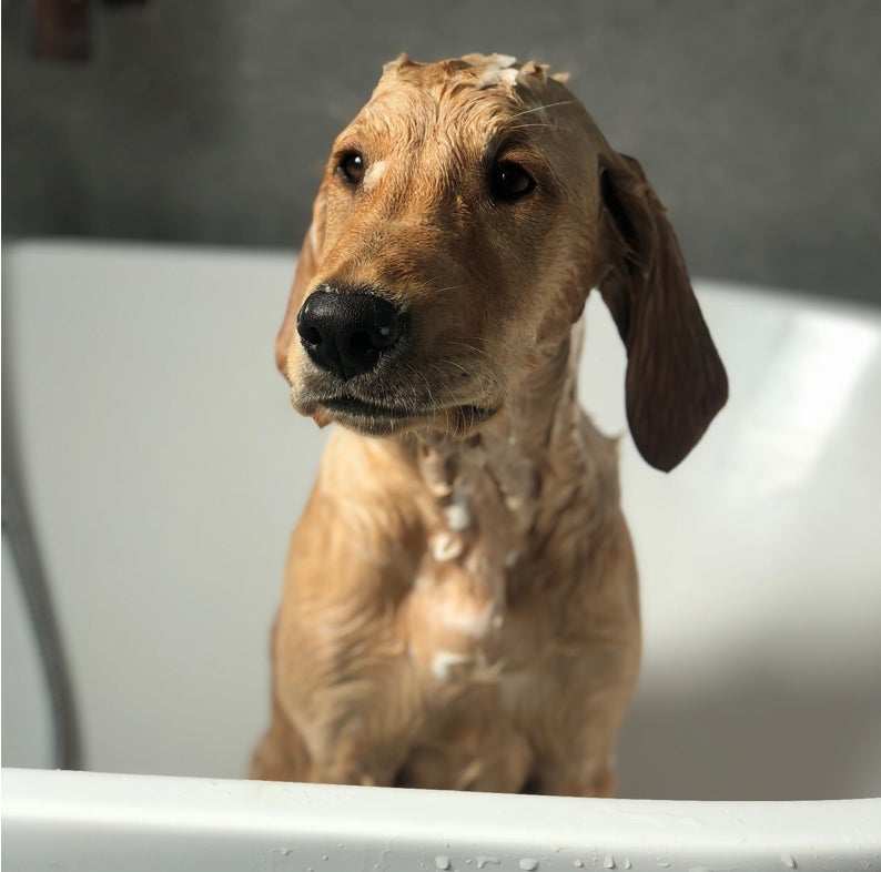 Dog Body Wash - Cooper’s Apothecary Collection