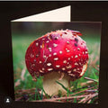 Toadstool Greeting Card