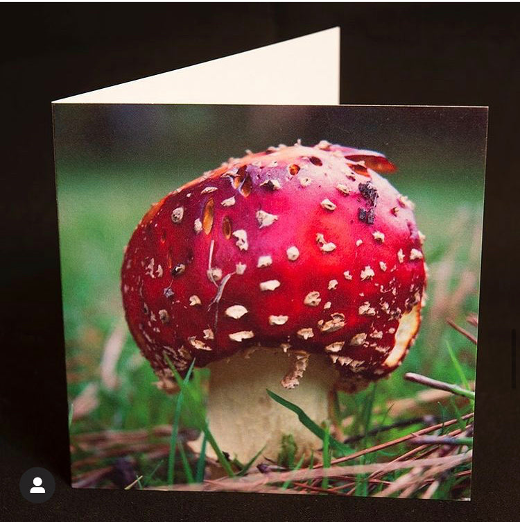 Toadstool Greeting Card